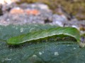 La Brillante , La Luisante - Euplexia lucipara _ Noctuidae (1177)
