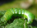 La Brillante , La Luisante - Euplexia lucipara __ Noctuidae (1177)