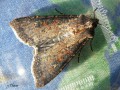 La Moissonneuse , La Noctuelle des moissons - Agrotis segetum  (femelle) _ Noctuidae