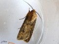 La Moissonneuse , La Noctuelle des moissons - Agrotis segetum  (mâle) _ Noctuidae (1564)