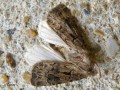 La Noctuelle épaisse , la Noctuelle trapue - Agrotis crassa _ Noctuidae