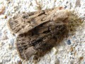 La Noctuelle trapue - Agrotis crassa _ Noctuidae (1576)