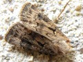 La Noctuelle trapue , La Noctuelle épaisse - Agrotis crassa _ Noctuidae