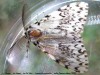 La Nonne , Le Cul Noir - Lymantria monacha _ mâle [lymantriidae (782)]