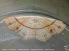 La Soutenue , La Phalène ponctuée - Cyclophora punctaria _ (forme estivale) geometridae (247)