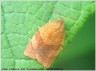La Tordeuse de l‘Oeillet - Cacoecimorpha pronubana _ Tortricidae (hétérocère)