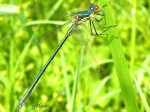 Lestidae _ Leste dryade(leste des bois) - Lestes dryas _ femelle