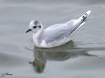Mouette pygmée - Larus minutus _ Laridés _ 2ème H iver