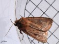 Noctuidae _ La Noctuelle belle - Diarcia rubi (1471)