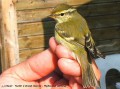 Pouillot à Grands Sourcils - Phylloscopus inornatus _ (septembre , octobre)