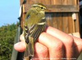 Pouillot à Grands Sourcils - Phylloscopus inornatus _ (taïga sibérienne)
