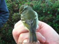 Pouillot à Grands Sourcils - Phylloscopus inornatus _ rare mais régulier en Europe