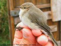 Pouillot Véloce _ type Abiétinus