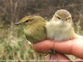 Pouillots Véloce,Chiffchaff - Phyloscopus collybita _ à gauche (collybita) à droite (abietinus)