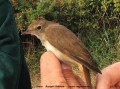 Rossignol Philomèle , Nightingale - Luscinia megarhinchos _ juvénile