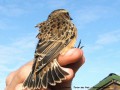 Tarier des Prés , Saxicola rubetra _ juvénile