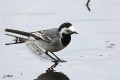 Bergeronnette grise - Motacilla alba (alba ) _ mâle _.JPG