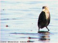 Bihoreau gris - Nycticorax nycticorax _ juvénile.jpg