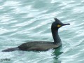 Cormoran huppé - Phalacrocorax aristotelis .JPG
