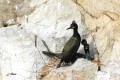 Cormorans huppé - monsieur couve.jpg