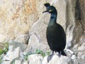 Cormoran huppé _ mâle monte la garde.jpg