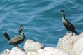 Cormorans huppé - Phalacrocorax aristotelis _ Parade nuptiale.JPG