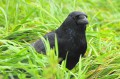 Corneille noire - Corvus corone corone