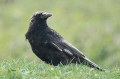Corneille noire atteinte de Flavisme