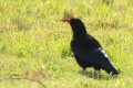 Crave à bec rouge - Pyrrhocorax pyrrhocorax
