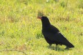 Crave à bec rouge - Pyrrhocorax pyrrhocorax