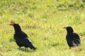 Craves à bec rouge - Pyrrhocorax pyrrhocorax