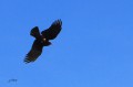 Crave à bec rouge - Pyrrhocorax pyrrhocorax