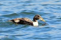 Eider à duvet - Somateria mollisima