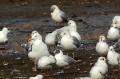 Goéland à bec cerclé - Larus delawarensis.JPG