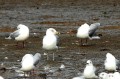 Goéland à bec cerclé - Larus delawarensis _ adulte .JPG