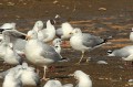 Goéland à bec cerclé - Larus delawarensis.JPG