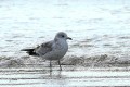 Goéland cendré - Larus canus