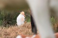 Héron gardebœufs - Bubulcus ibis _ nuptial
