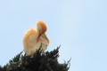 Héron gardebœuf - Bubulcus ibis _ toilettage.JPG