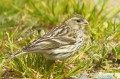 Serin cini - Serinus serinus _ femelle.JPG