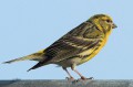 Serin cini _ Serinus serinus _ mâle.JPG