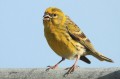 Serin cini _ Serinus serinus _ mâle chantant 1.JPG