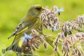Verdier d‘Europe- Carduelis chloris