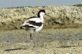 Avocette élégante - Recurvirostra avosetta