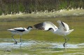 Avocette élégante - Recurvirostra avosetta