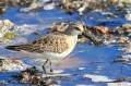 Bécasseau cocorli - Calidris ferruginea
