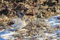 Bécasseau cocorli - Calidris ferruginea