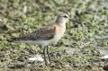 Bécasseau cocorli - Calidris ferruginea _ juvénile