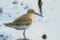 Bécasseau cocorli - Calidris ferruginea