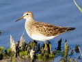 Bécasseau tacheté - Calidris melanotos
